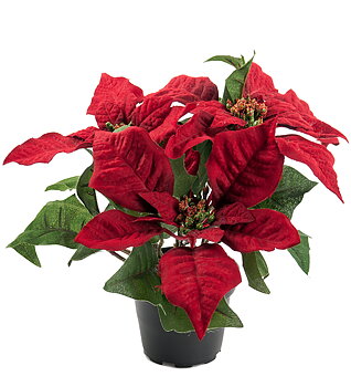 Julstjärna Röd höjd 23cm