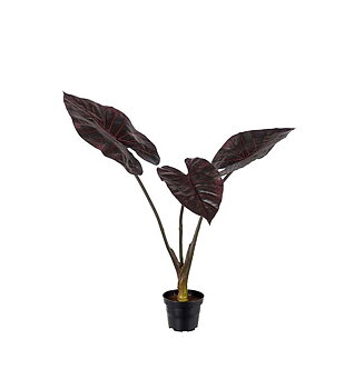 Alocasia höjd 50cm