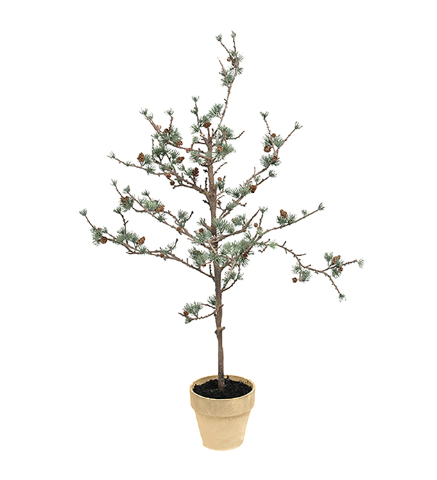 Lärkträd höjd 100cm