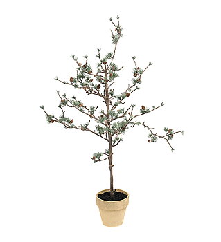 Lärkträd höjd 100cm