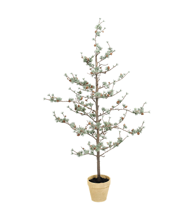 Lärkträd höjd 135cm