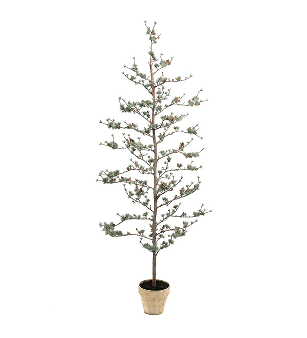 Lärkträd höjd 180cm