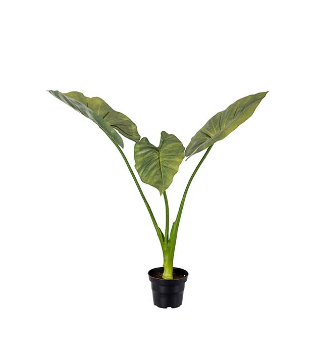 Alocasia höjd 50cm