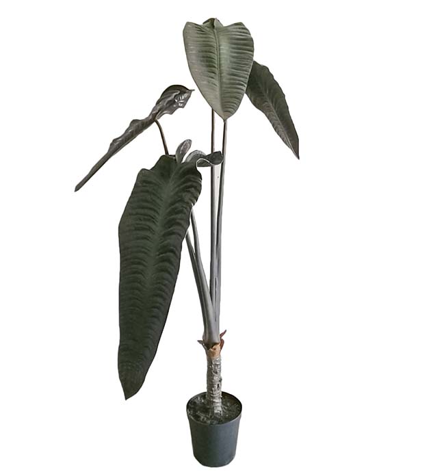 Alocasia höjd 170cm