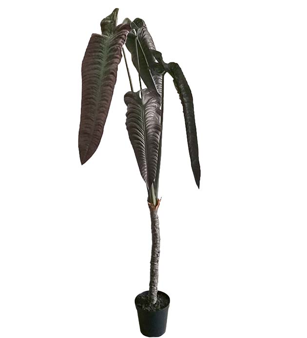 Alocasia höjd 220cm