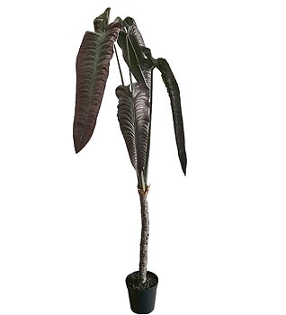 Alocasia höjd 220cm