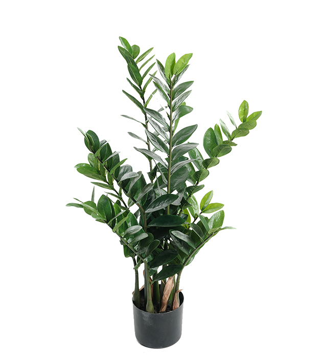 Zamifolia höjd 90cm