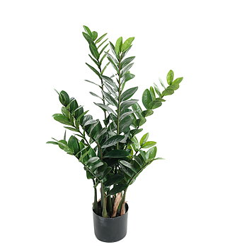 Zamifolia höjd 90cm