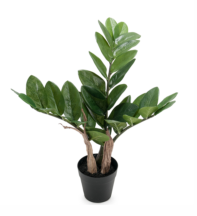 Zamifolia höjd 45cm