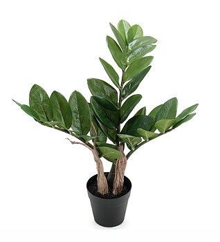 Zamifolia höjd 45cm