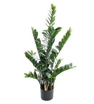 Zamifolia höjd 110cm