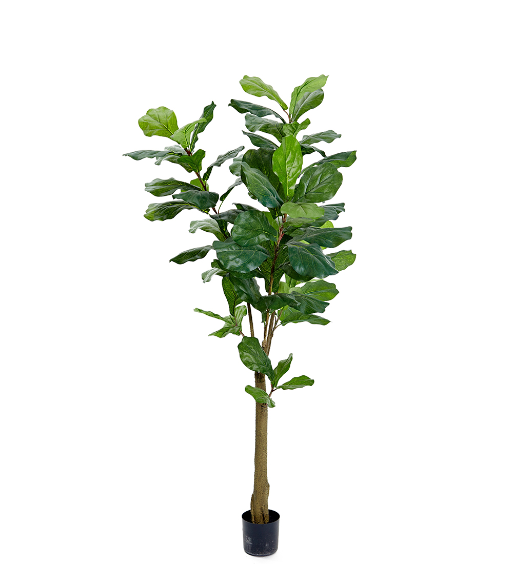 Fiolfikus höjd 150cm
