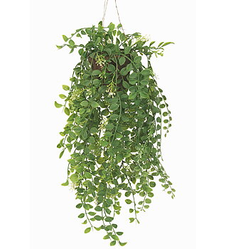 Pilea 52cm