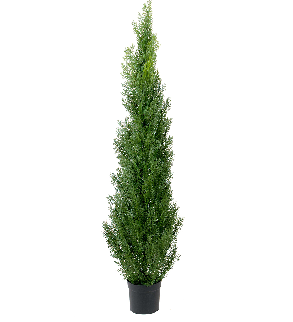 Cypress höjd 210cm