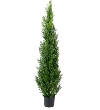 Cypress höjd 210cm
