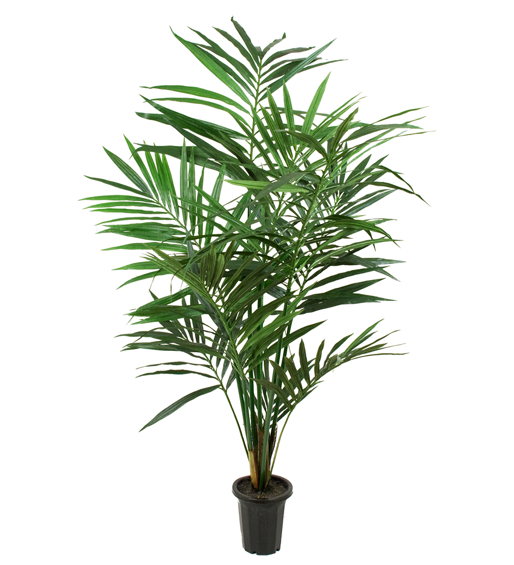 Kentia Palm höjd 120cm