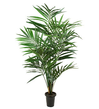 Kentia Palm höjd 120cm