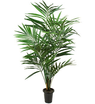 Kentia Palm höjd 180cm