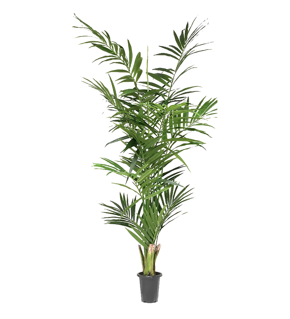 Kentia Palm höjd 210cm
