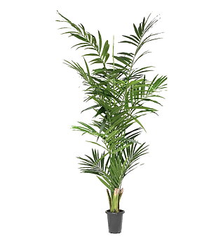Kentia Palm höjd 210cm