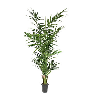 Kentia Palm höjd 240cm