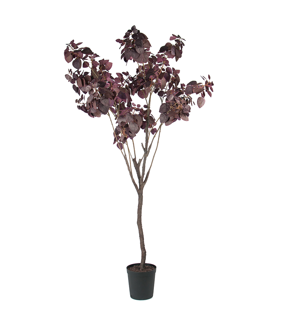 Cotinus höjd 200cm - 2