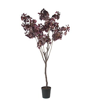 Cotinus höjd 200cm
