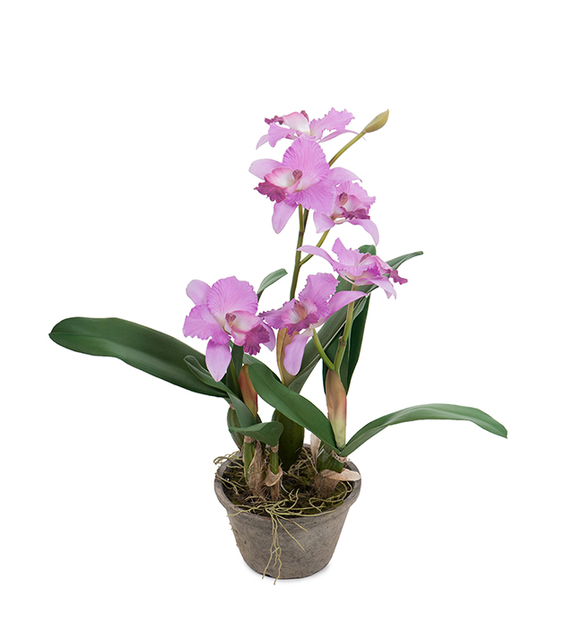 Orkidé Catleya höjd 60cm