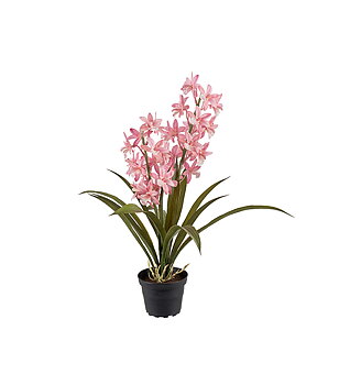 Orkidé Cymbidium höjd 45cm