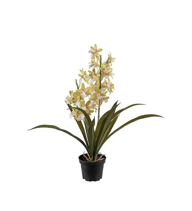 Orkidé Cymbidium höjd 45cm