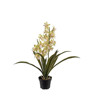Orkidé Cymbidium höjd 45cm