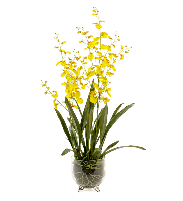 Orkidé Oncidium höjd 110cm