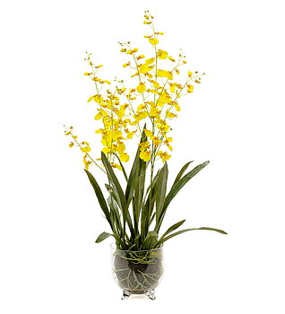 Orkidé Oncidium höjd 110cm