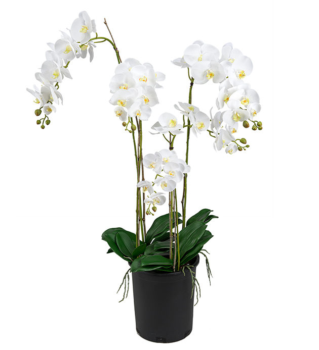 Orkidé Phalaenopsis höjd 130cm