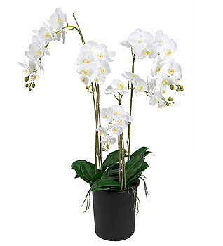 Orkidé Phalaenopsis höjd 130cm