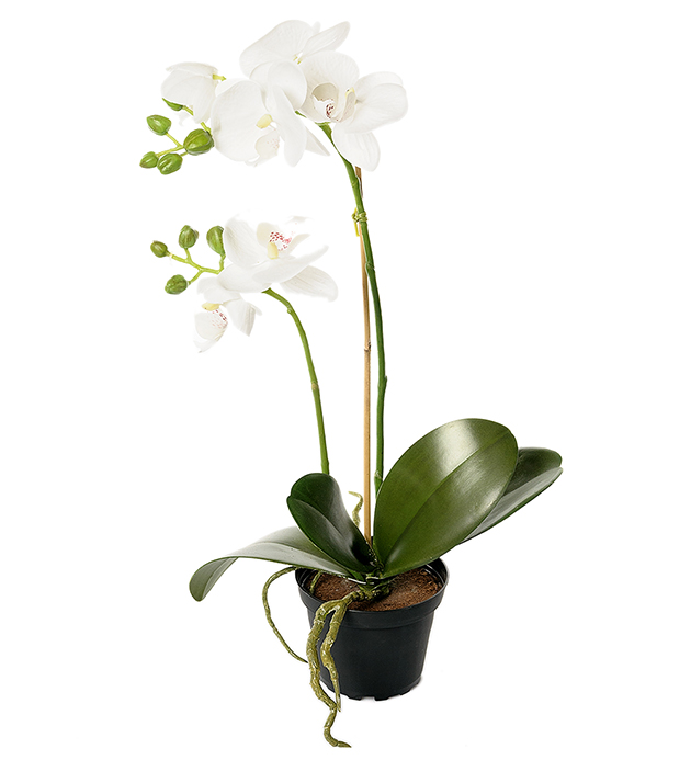 Orkidé Phalaenopsis höjd 45cm