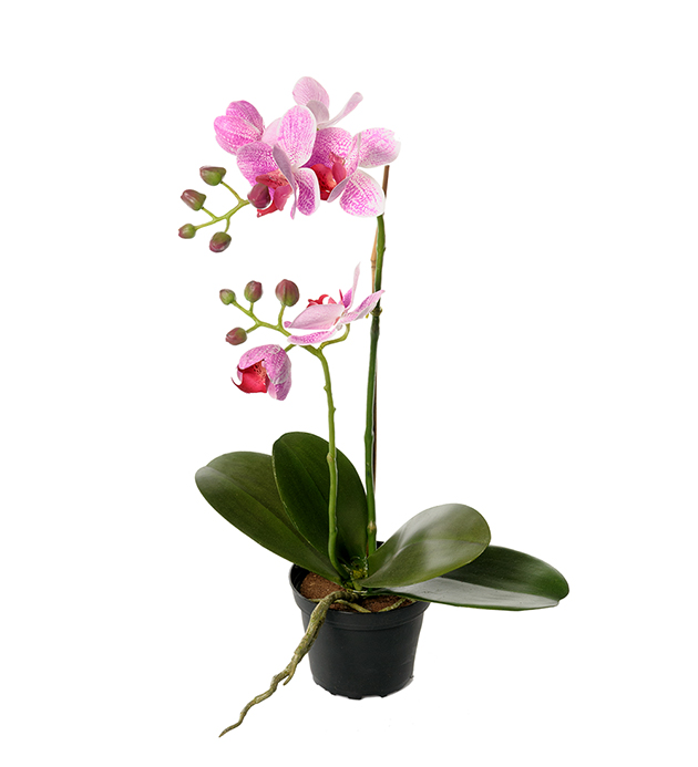 Orkidé Phalaenopsis höjd 45cm