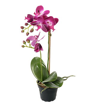 Orkidé Phalaenopsis höjd 45cm