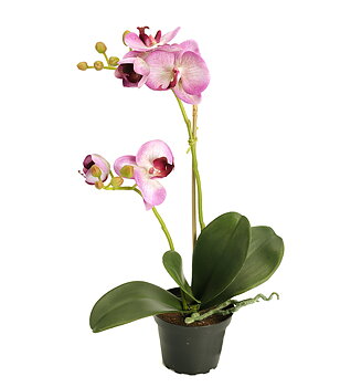 Orkidé Phalaenopsis höjd 45cm