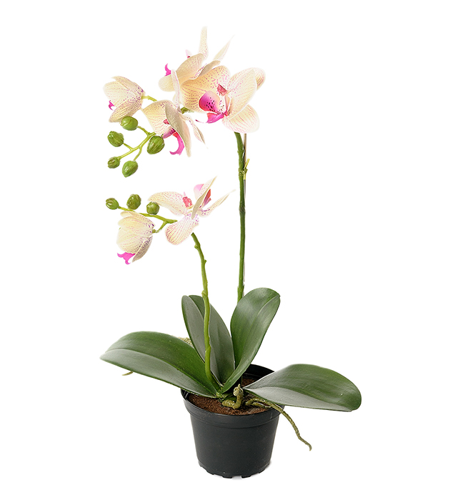 Orkidé Phalaenopsis höjd 45cm
