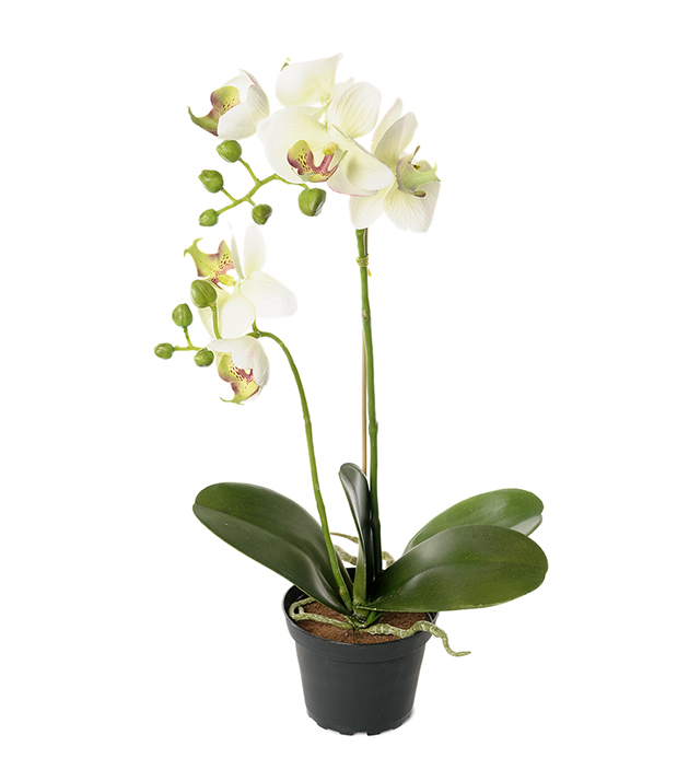 Orkidé Phalaenopsis höjd 45cm