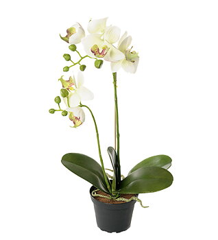 Orkidé Phalaenopsis höjd 45cm