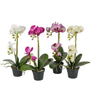 Mix Orkidé Phalaenopsis höjd 45cm
