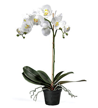 Orkidé Phalaenopsis höjd 60cm