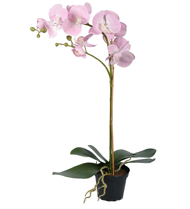 Orkidé Phalaenopsis höjd 60cm