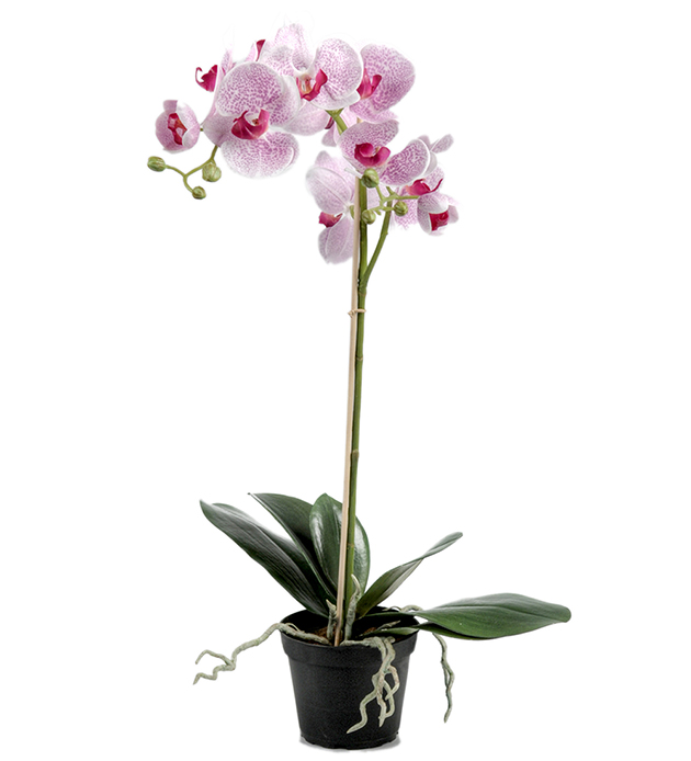 Orkidé Phalaenopsis höjd 60cm