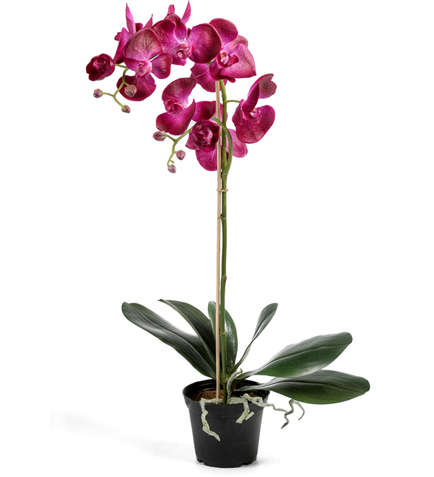 Orkidé Phalaenopsis höjd 60cm