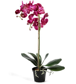 Orkidé Phalaenopsis höjd 60cm