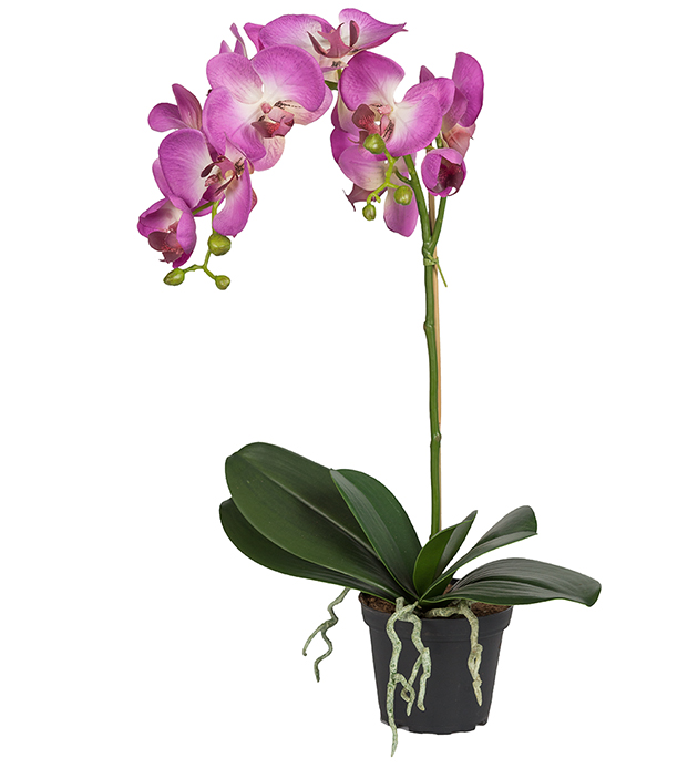 Orkidé Phalaenopsis höjd 60cm