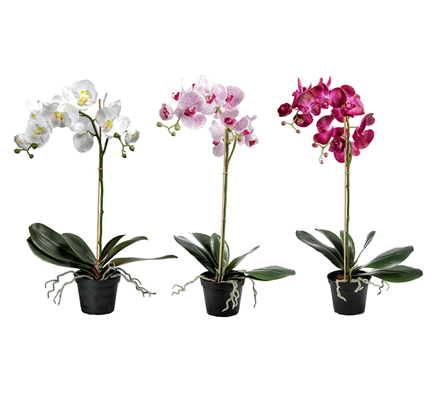 Mix Orkidé Phalaenopsis höjd 60cm